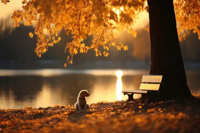 Golden Retriever Puppy Sitting By A Park Bench