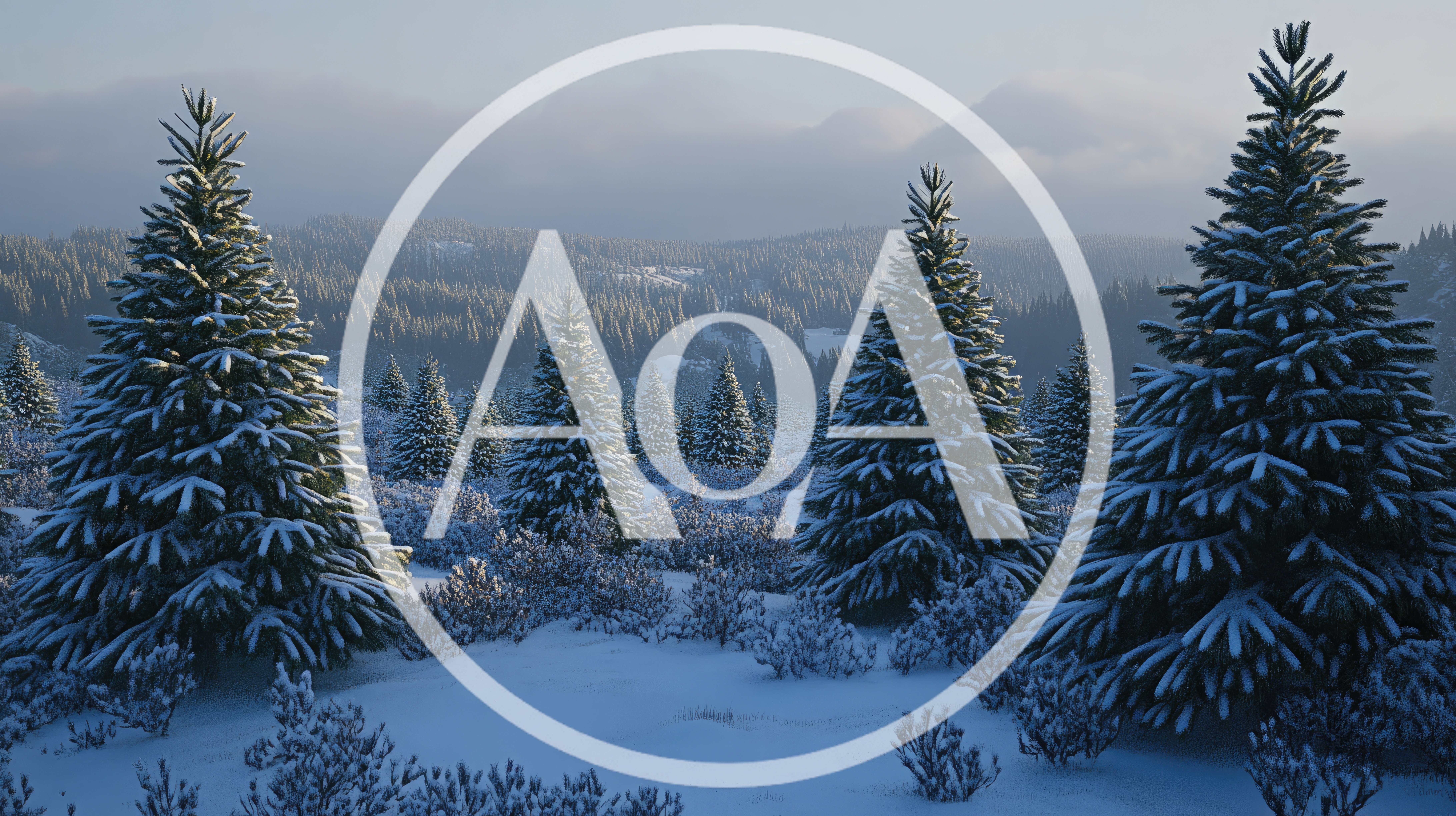 Snow Covered Pine Trees In A Winter Forest