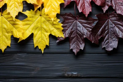 Yellow and Red Maple Leaves on Dark Wooden Background