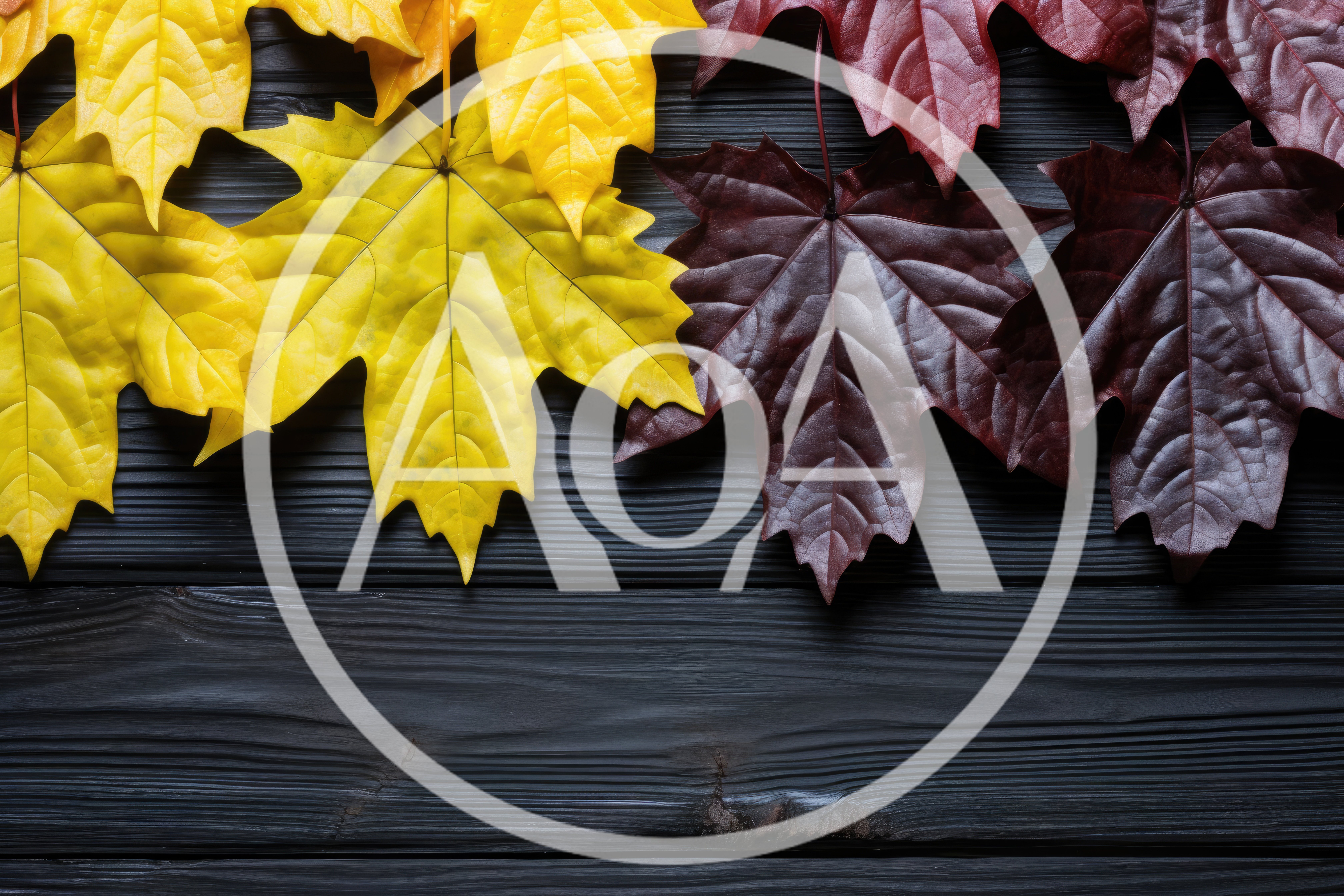 Yellow and Red Maple Leaves on Dark Wooden Background