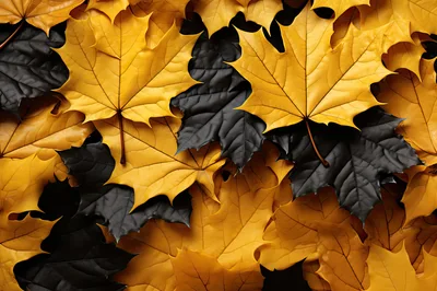Abstract Pattern Of Yellow And Black Maple Leaves
