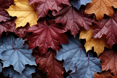 Colorful Autumn Maple Leaves Background Texture
