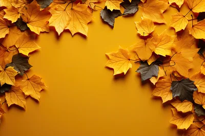 Autumn Maple Leaves Border On Yellow Background