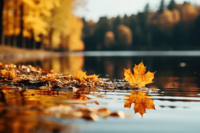 Golden Maple Leaf Floating On Calm Lake Surface