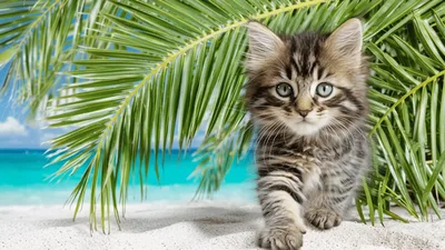 Fluffy Tabby Kitten Walking On Tropical Beach Sand