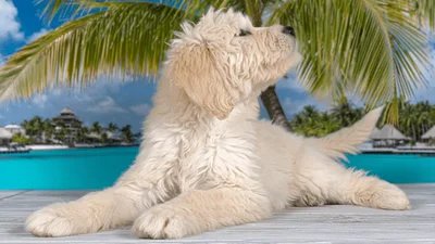 Cute Goldendoodle Puppy Looking Around On Tropical Deck