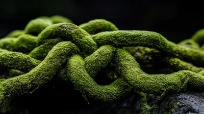 Moss Covered Tree Roots Intertwined In Forest