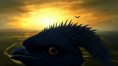Close Up Of A Black Crested Bird At Sunset