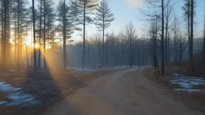 Sunlight Streaming Through Misty Forest Trees On Dirt Road