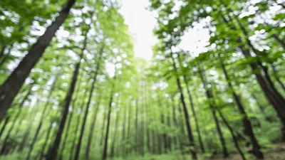 Camera Pans From Tree Bark To Lush Green Forest