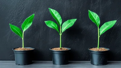 Three Potted Green Seedlings Wilting Against Dark Background