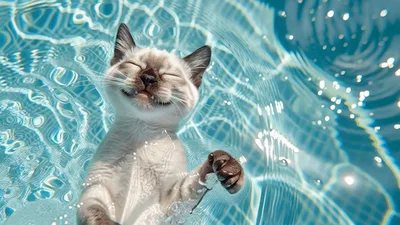 Siamese Cat Floating Relaxed In A Swimming Pool