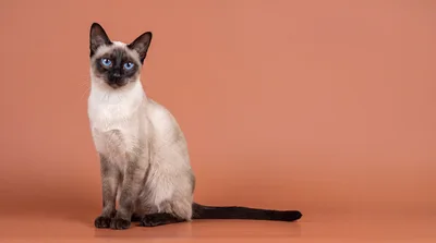 Siamese Cat Sitting On A Solid Brown Background