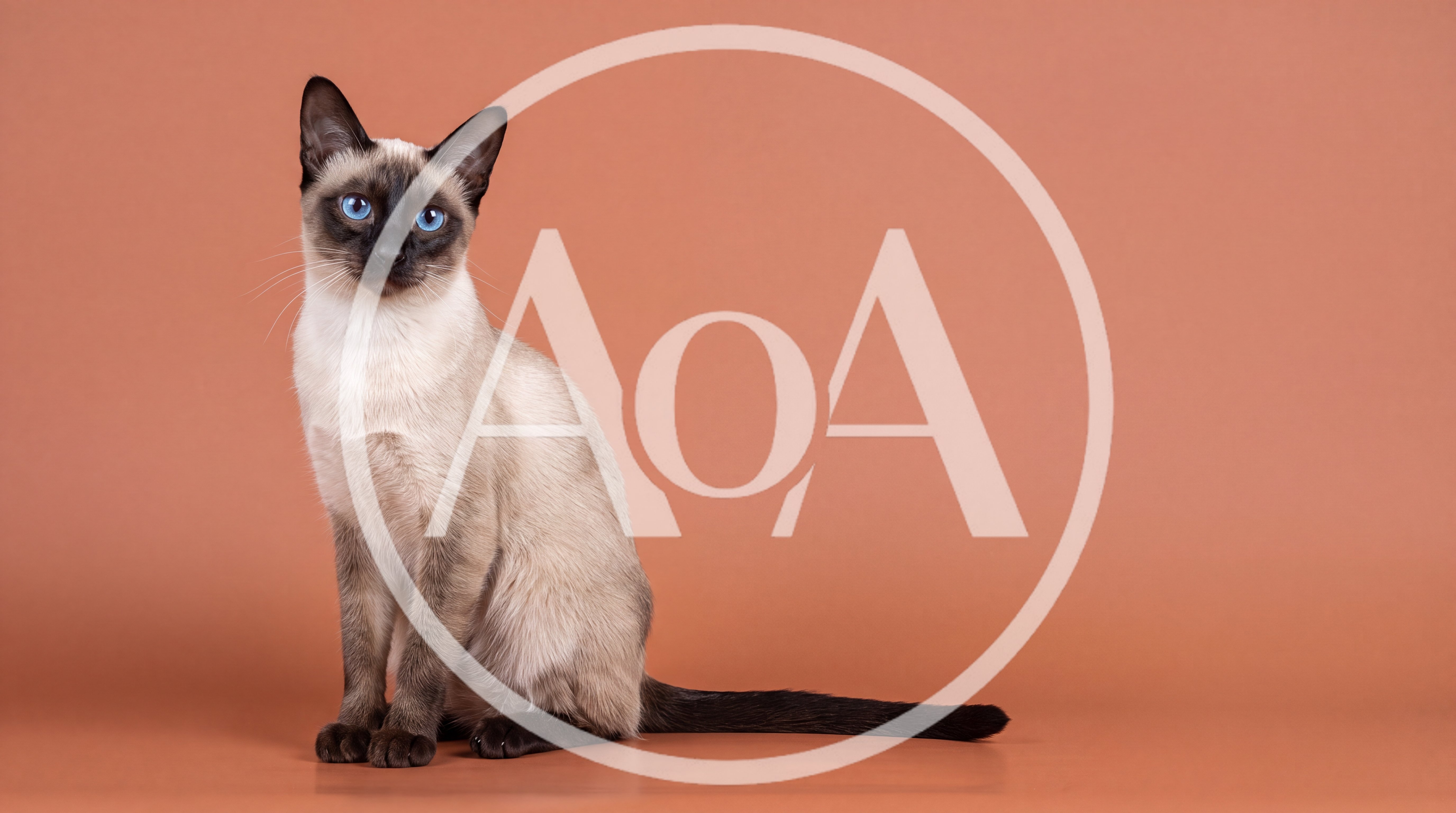 Siamese Cat Sitting On A Solid Brown Background