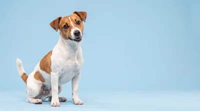 Jack Russell Terrier Sitting On Light Blue Background