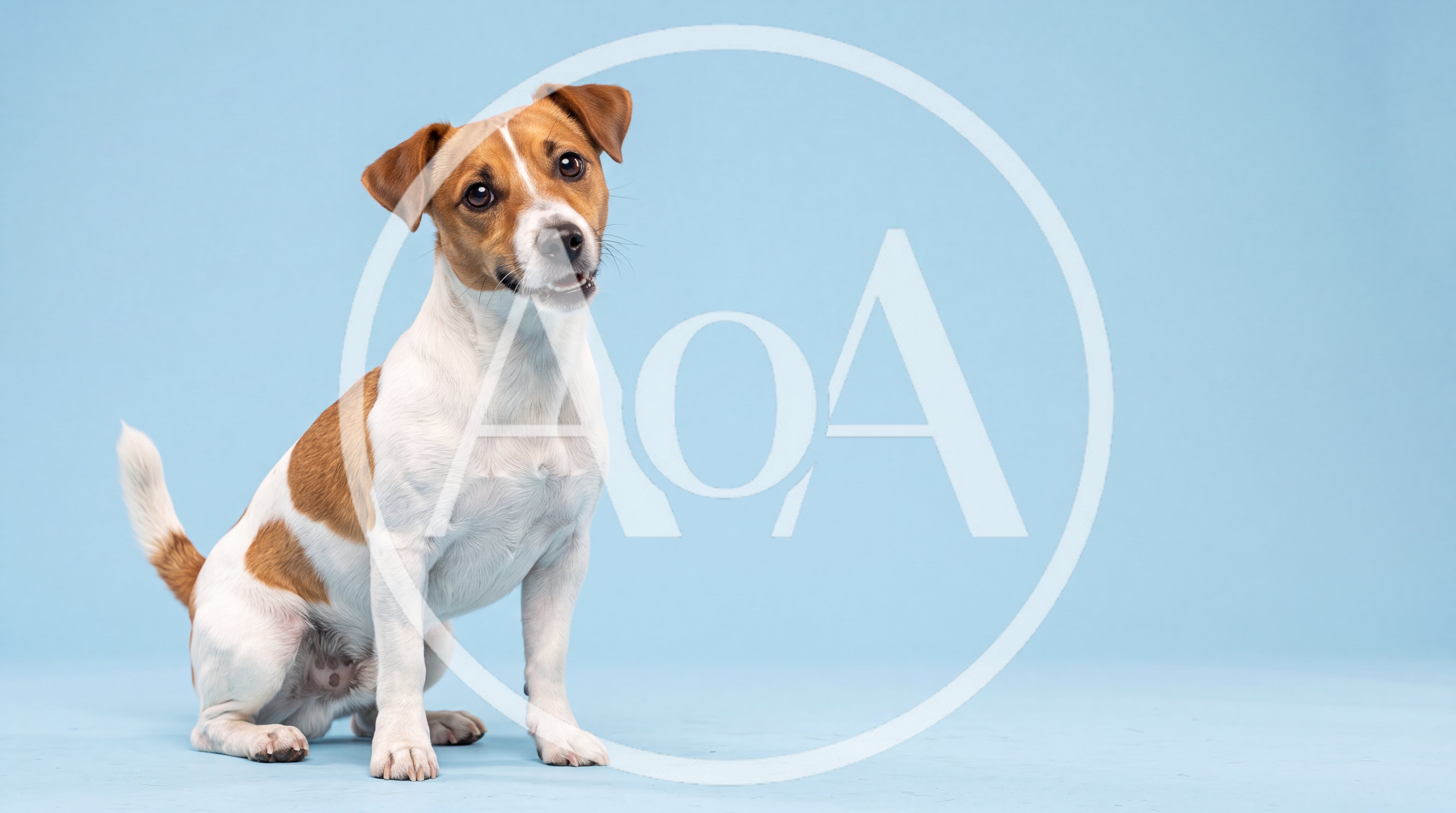 Jack Russell Terrier Sitting On Light Blue Background