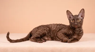 Brown Devon Rex Cat Lying Down