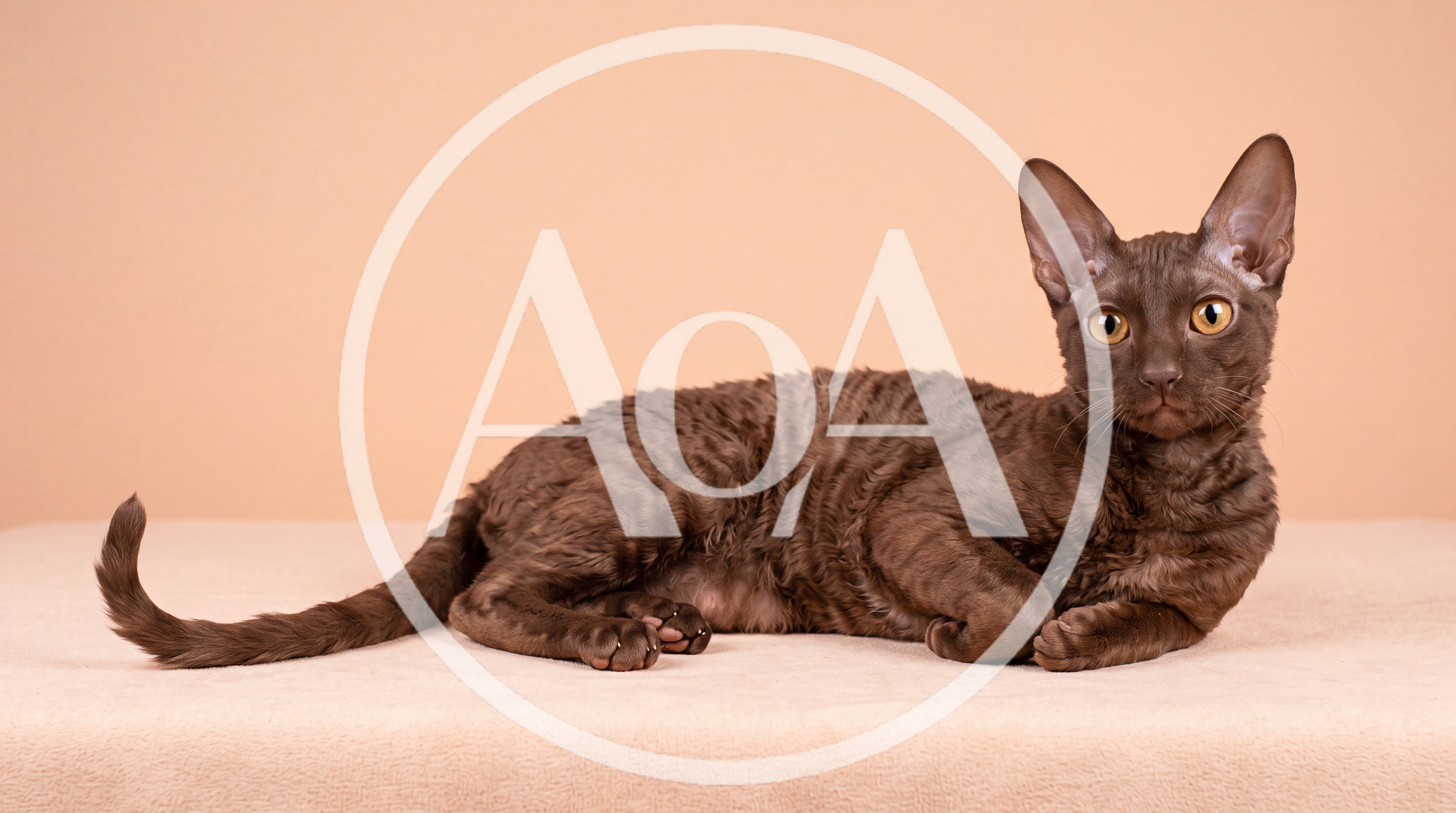 Brown Devon Rex Cat Lying Down