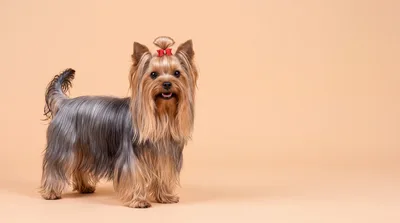 Yorkshire Terrier Standing Against A Beige Background