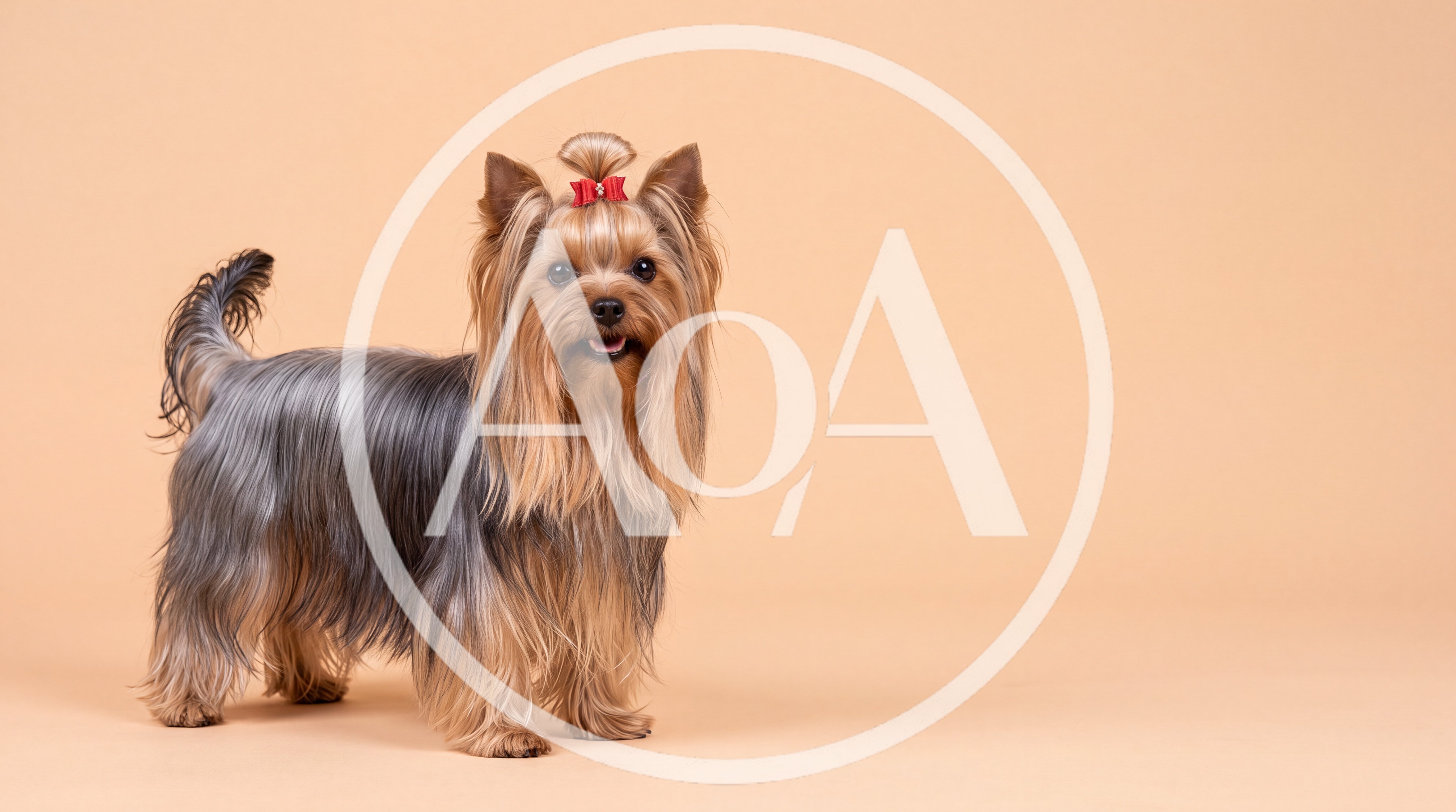Yorkshire Terrier Standing Against A Beige Background