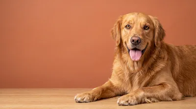Golden Retriever Dog Lying Down on Wooden Floor