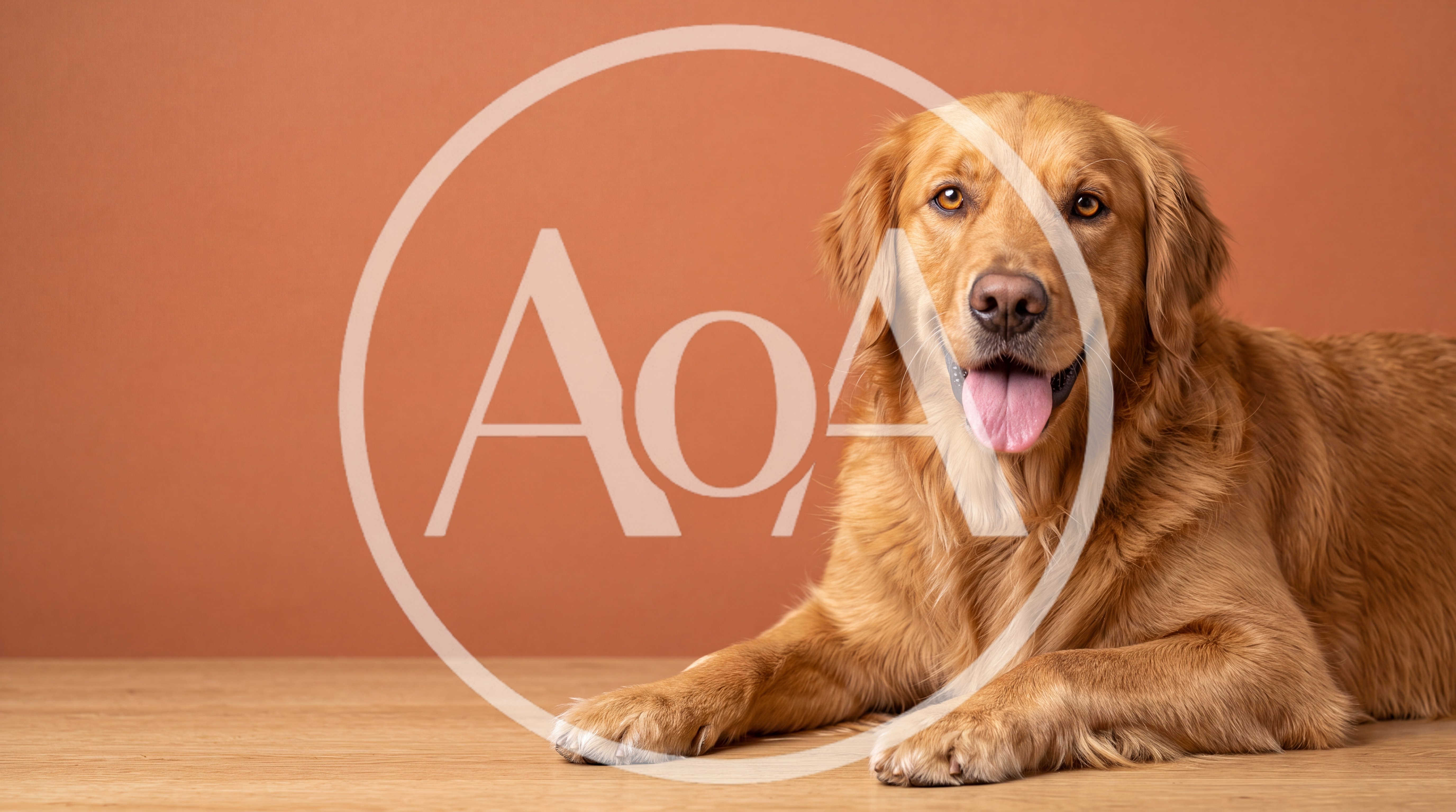 Golden Retriever Dog Lying Down on Wooden Floor