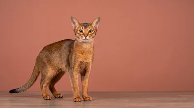 Abyssinian Cat Standing On A Wooden Surface