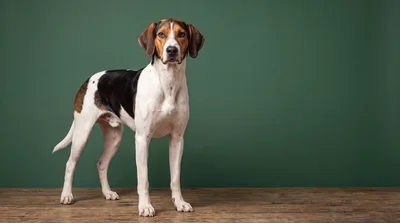 Tricolor Hound Dog Standing On Wooden Floor