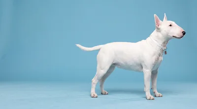 White Bull Terrier Standing Against Blue Background