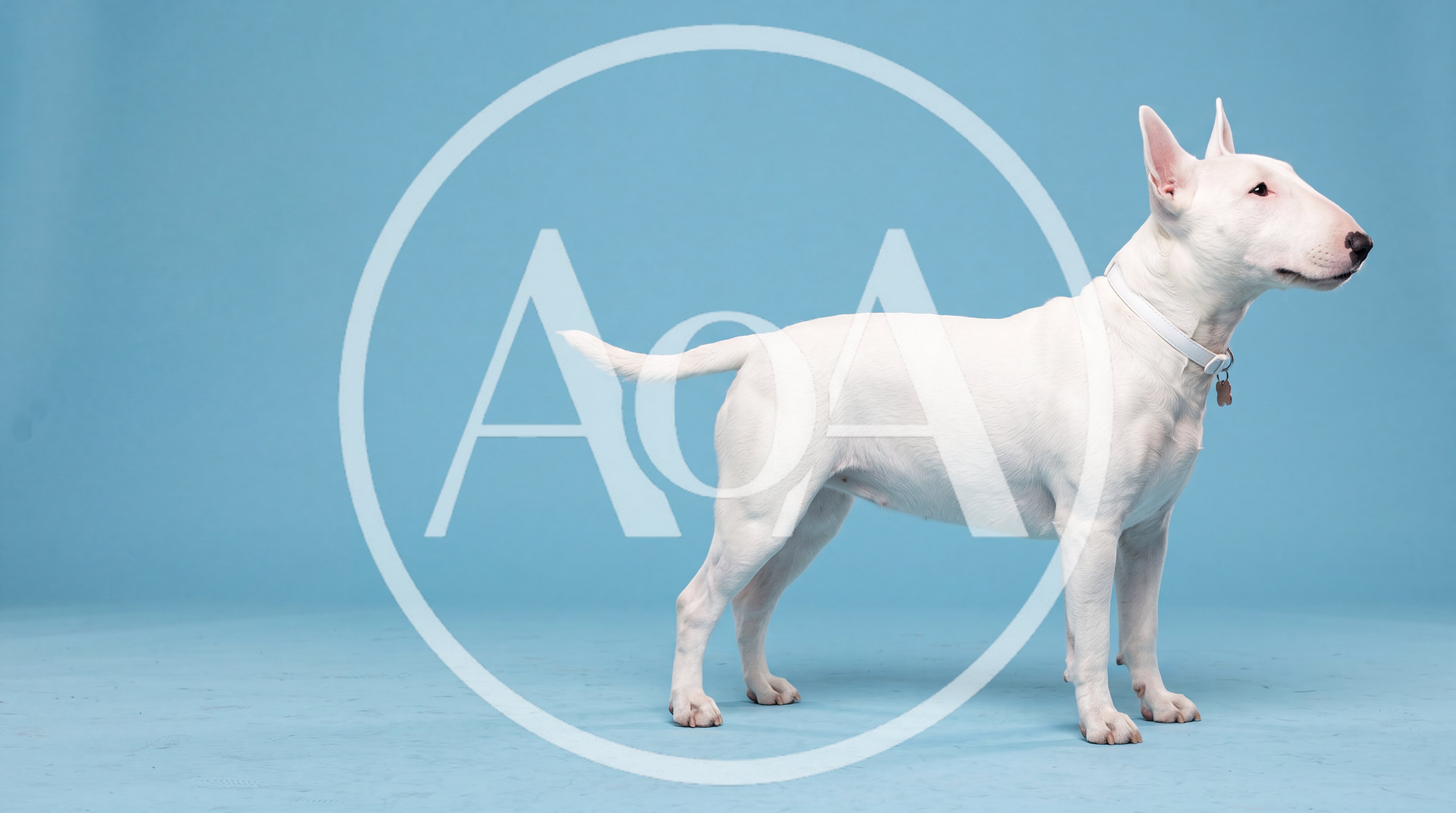 White Bull Terrier Standing Against Blue Background