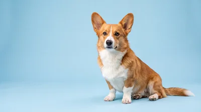 Pembroke Welsh Corgi Sitting On A Blue Background