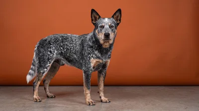 Australian Cattle Dog Standing Against Orange Background