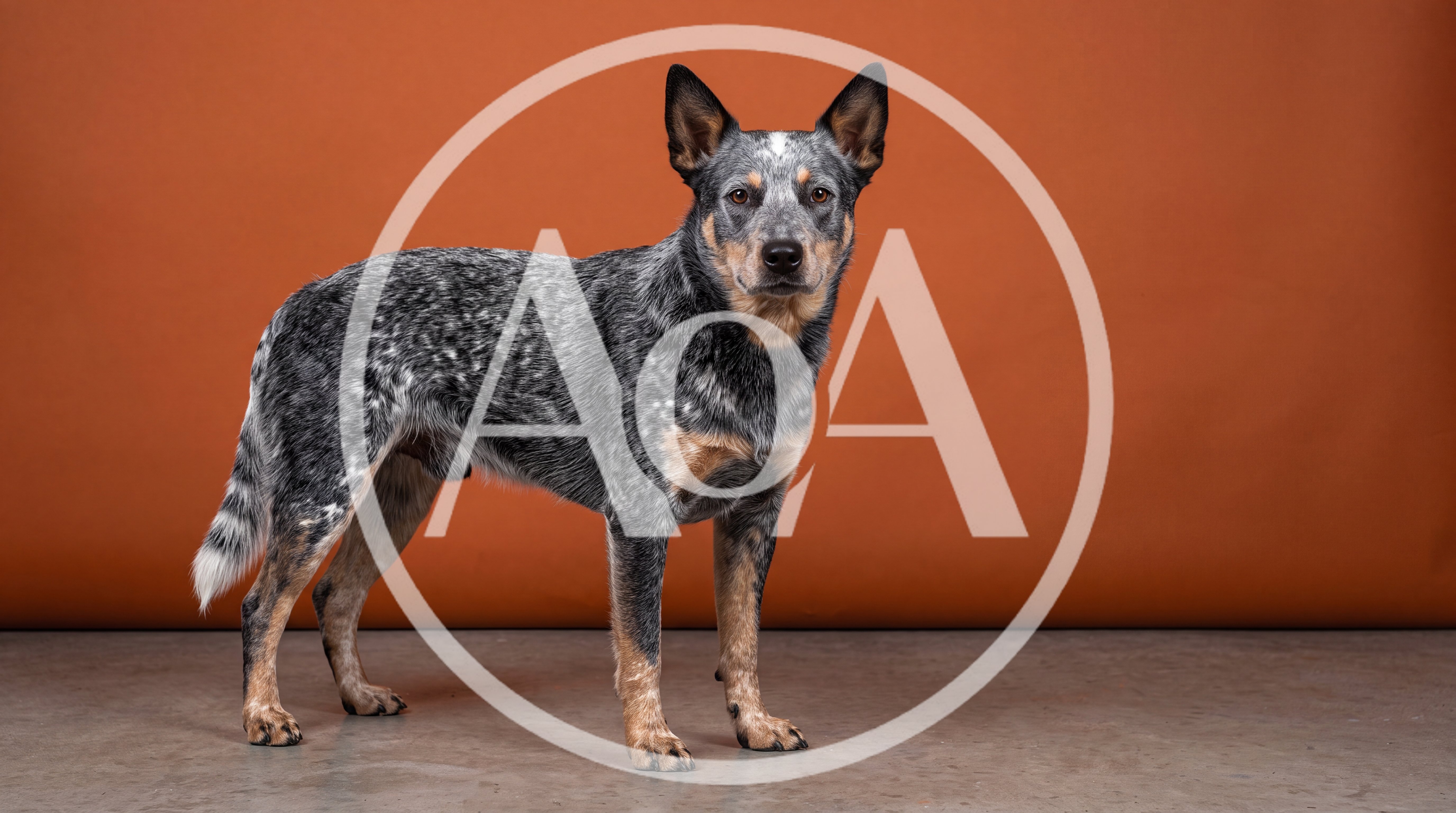 Australian Cattle Dog Standing Against Orange Background