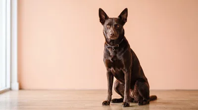Brown Kelpie Dog Sitting on Wooden Floor