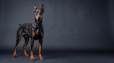 Doberman Pinscher Standing Against A Dark Grey Background