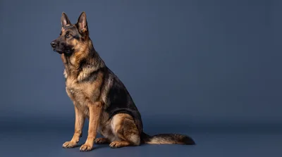 German Shepherd Dog Sitting On Blue Background