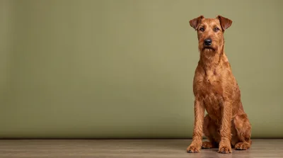 Irish Terrier Dog Sitting On Wooden Floor