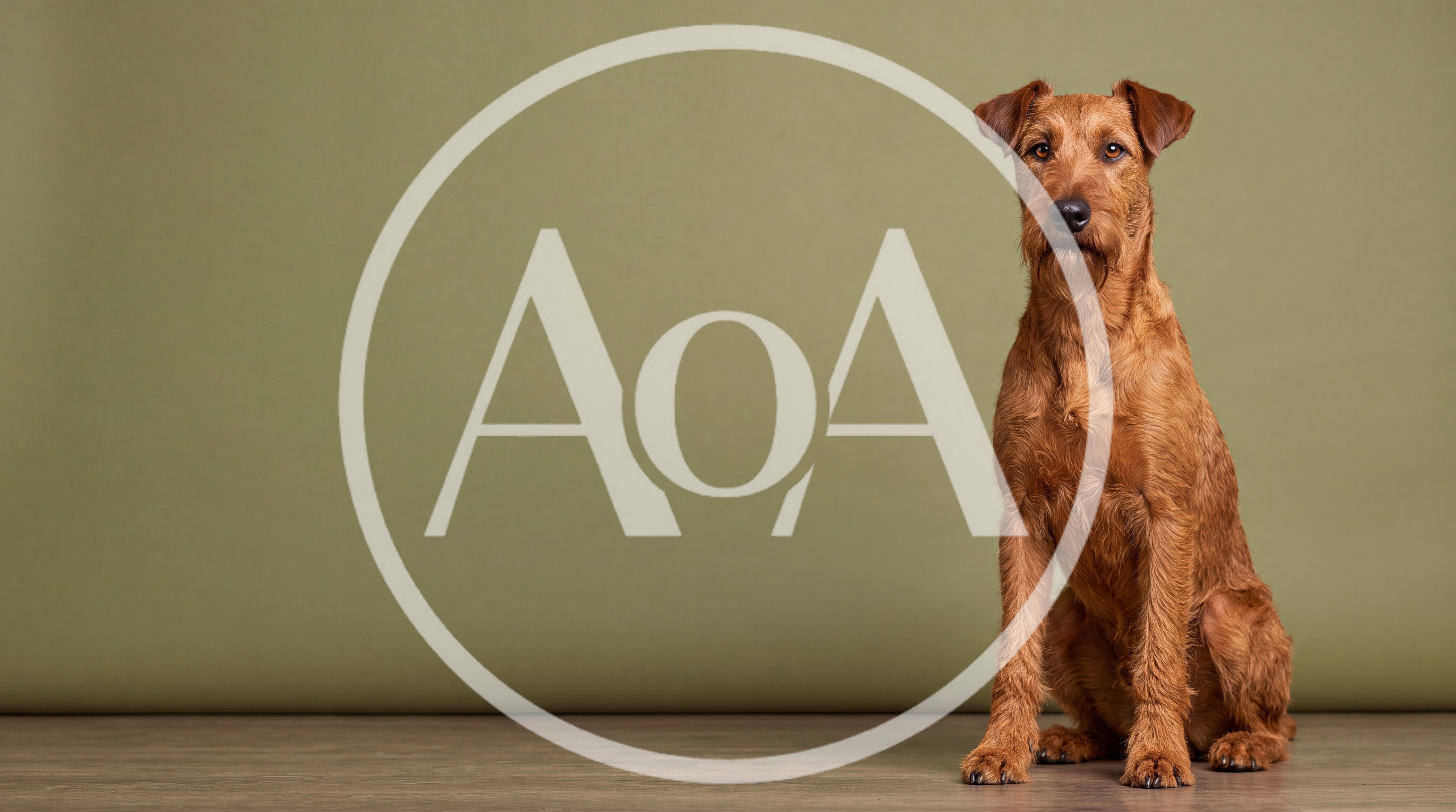 Irish Terrier Dog Sitting On Wooden Floor