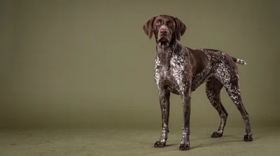 German Shorthaired Pointer Standing Against Olive Background