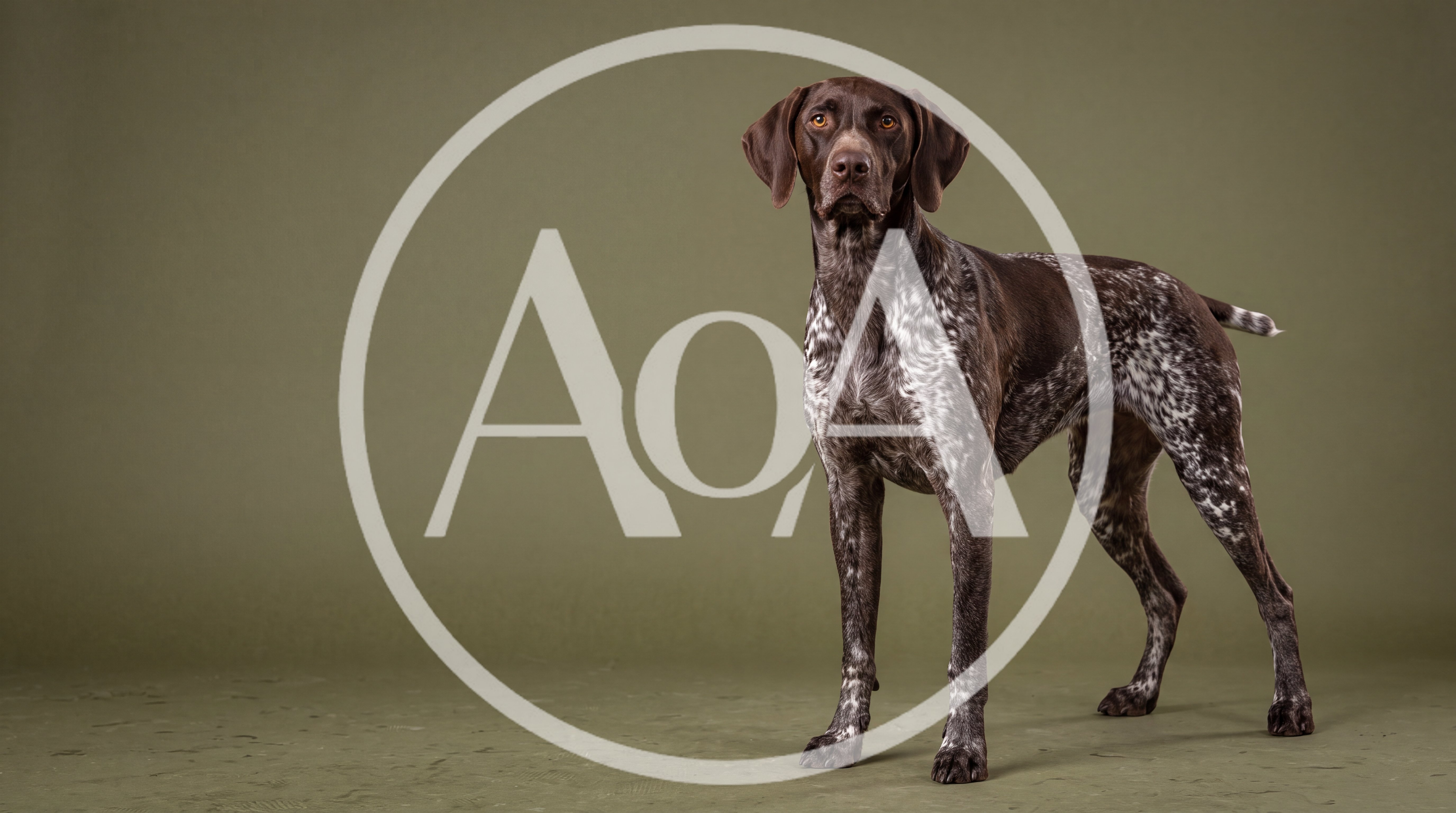 German Shorthaired Pointer Standing Against Olive Background