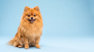 Pomeranian Dog Sitting On A Light Blue Background