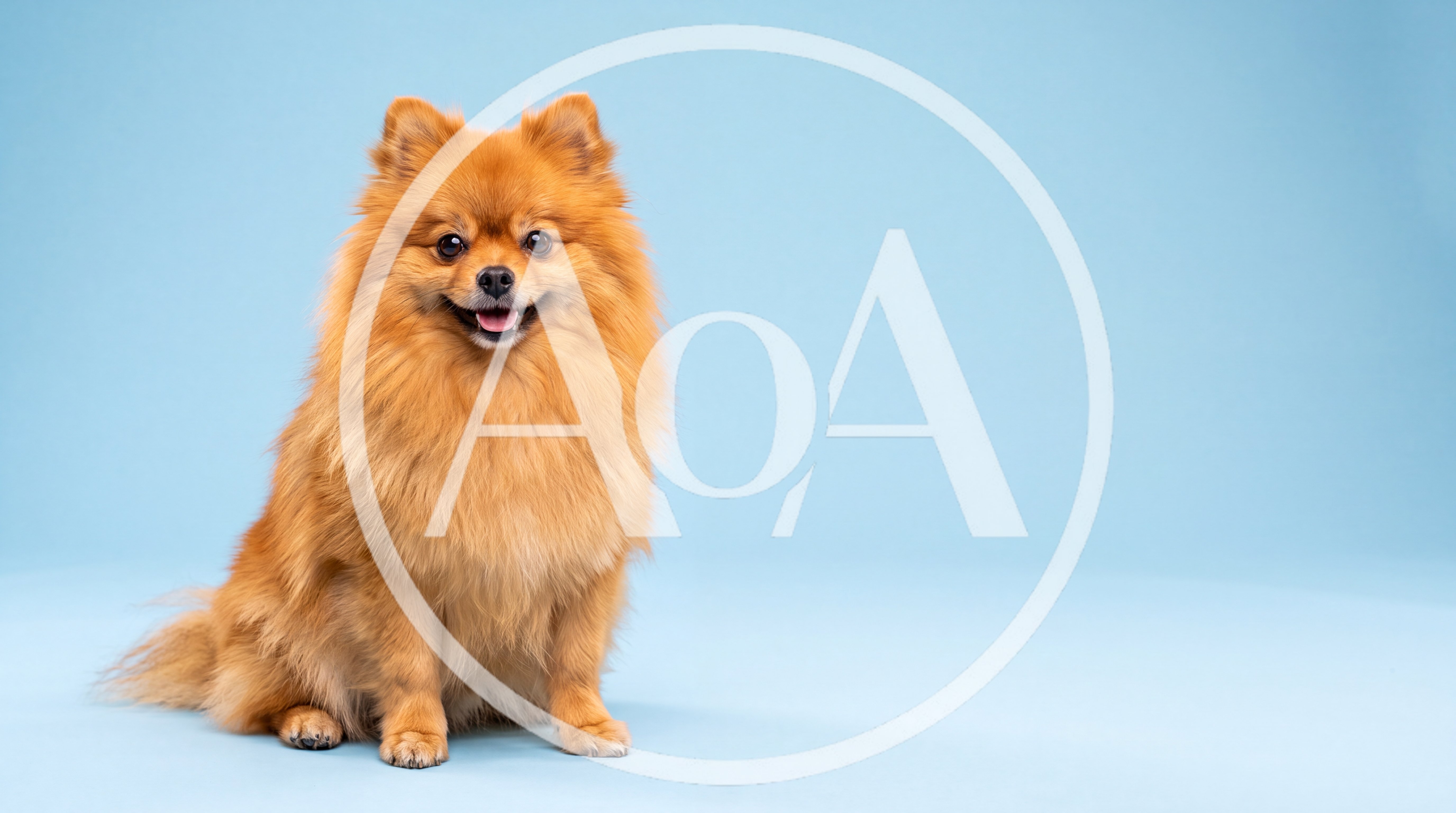 Pomeranian Dog Sitting On A Light Blue Background