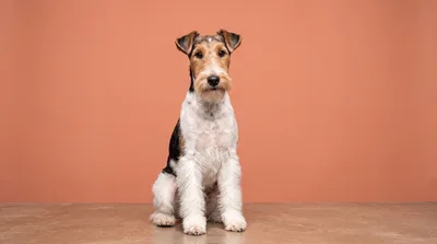 Wire Fox Terrier Sitting On A Studio Floor