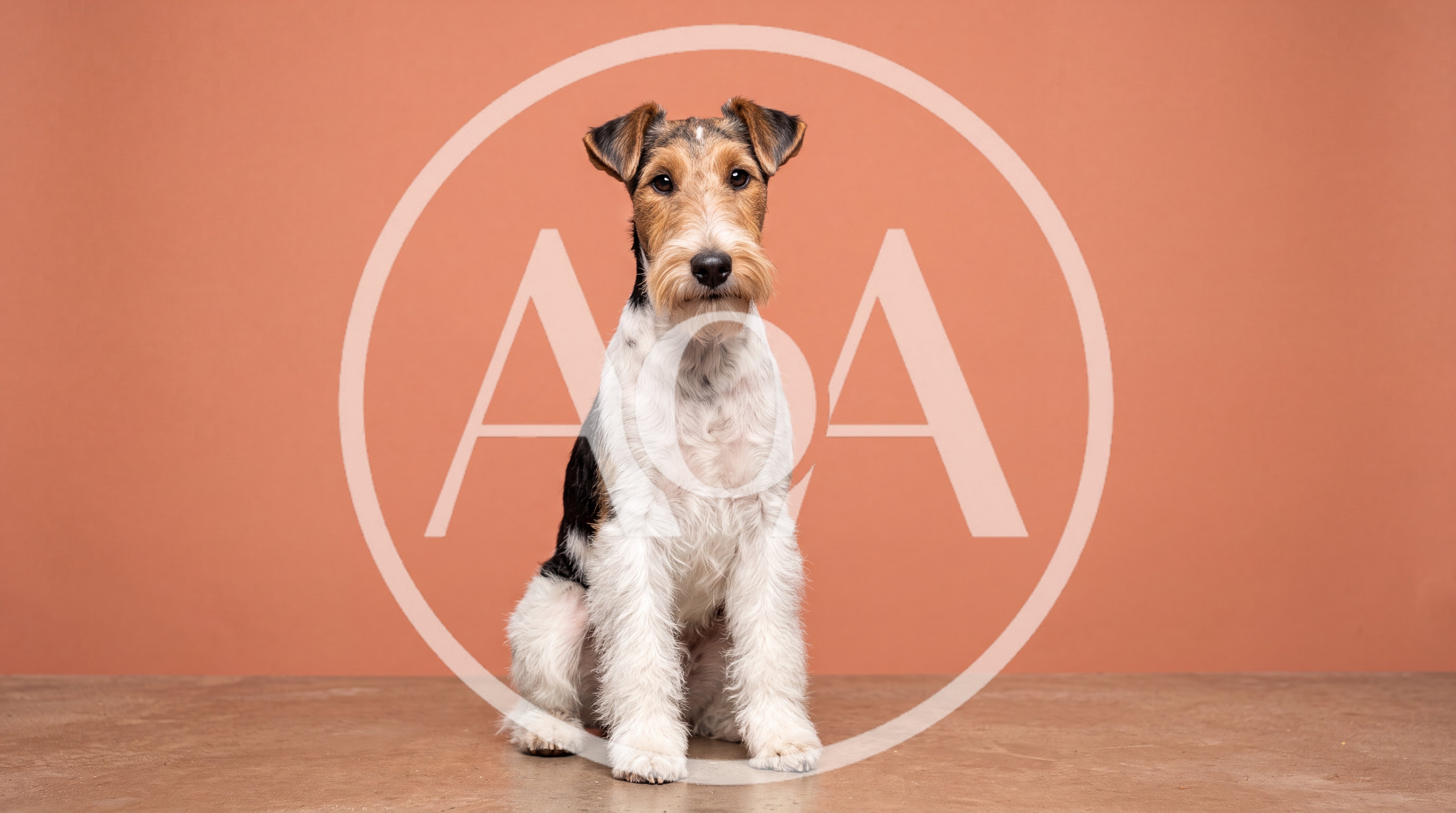 Wire Fox Terrier Sitting On A Studio Floor
