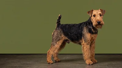 Welsh Terrier Standing Against A Green Background