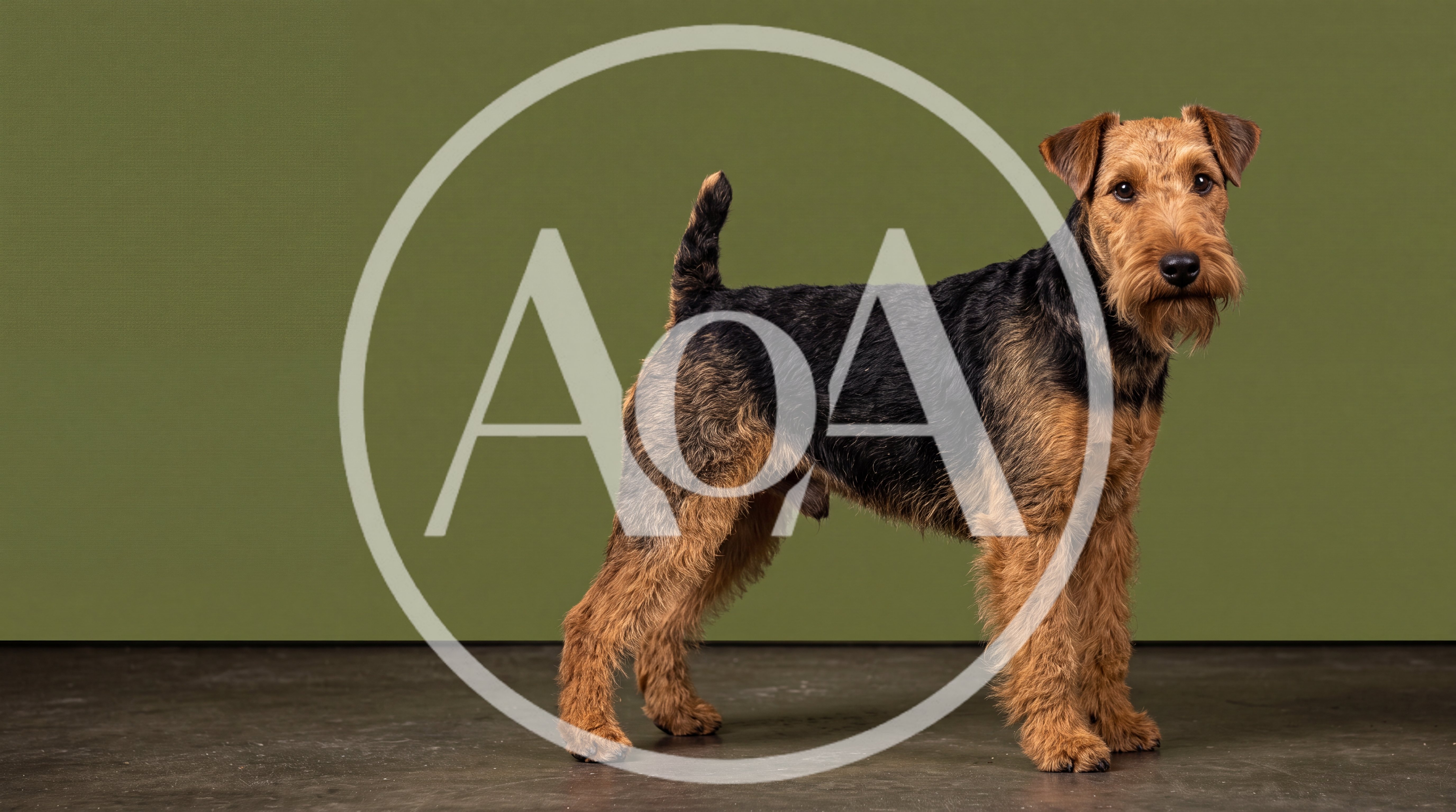 Welsh Terrier Standing Against A Green Background
