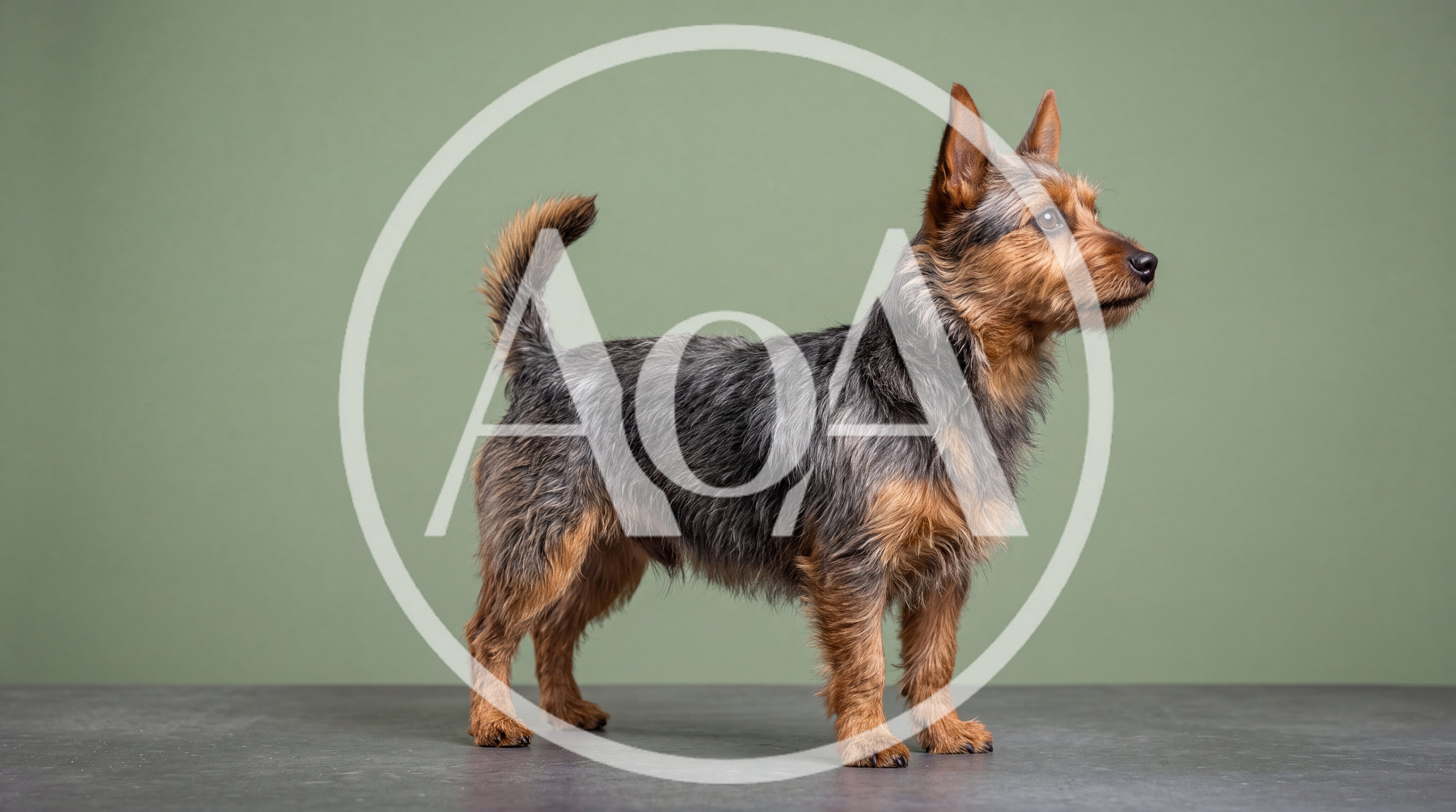 Australian Terrier Standing on a Grey Surface