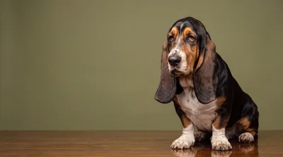 Basset Hound Sitting on a Wooden Table