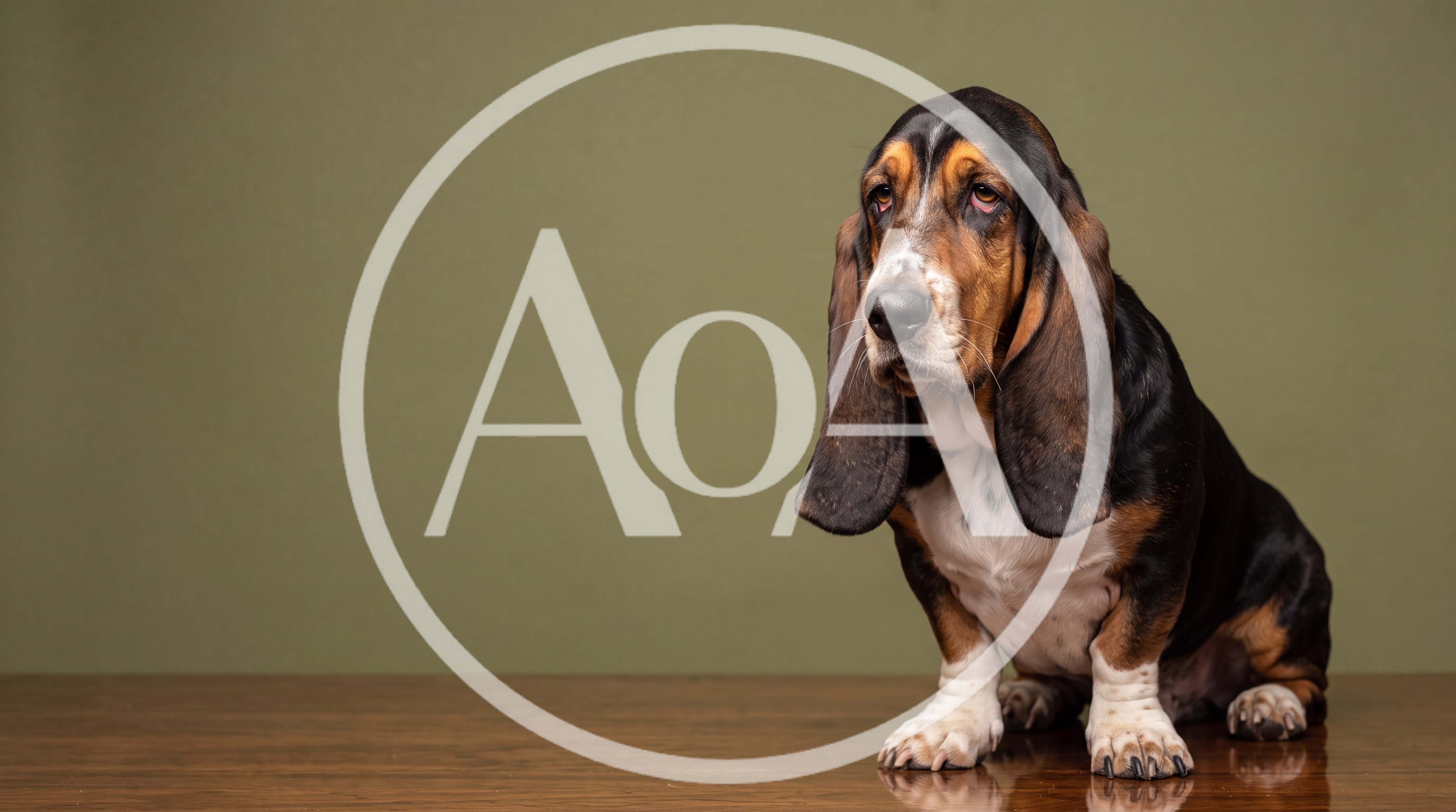 Basset Hound Sitting on a Wooden Table
