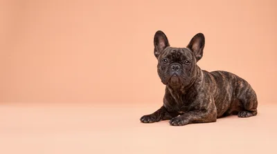 Brindle French Bulldog Lying Down on Peach Background